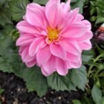 Random pink flower